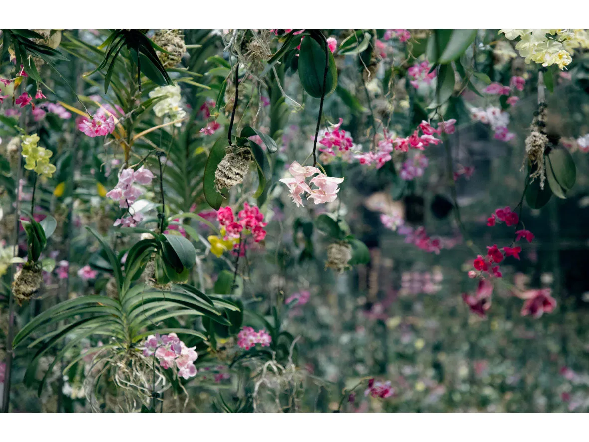 Orchid Jungle (oversized) Wool Scarf